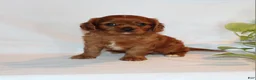 Cavalier King Charles Spaniel dogs for sale: Ronny - Ad 7