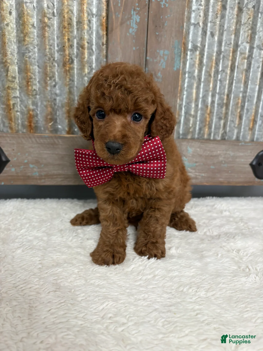Miniature Poodle dogs for sale: Miniature Poodle Puppy 1 - Ad 1
