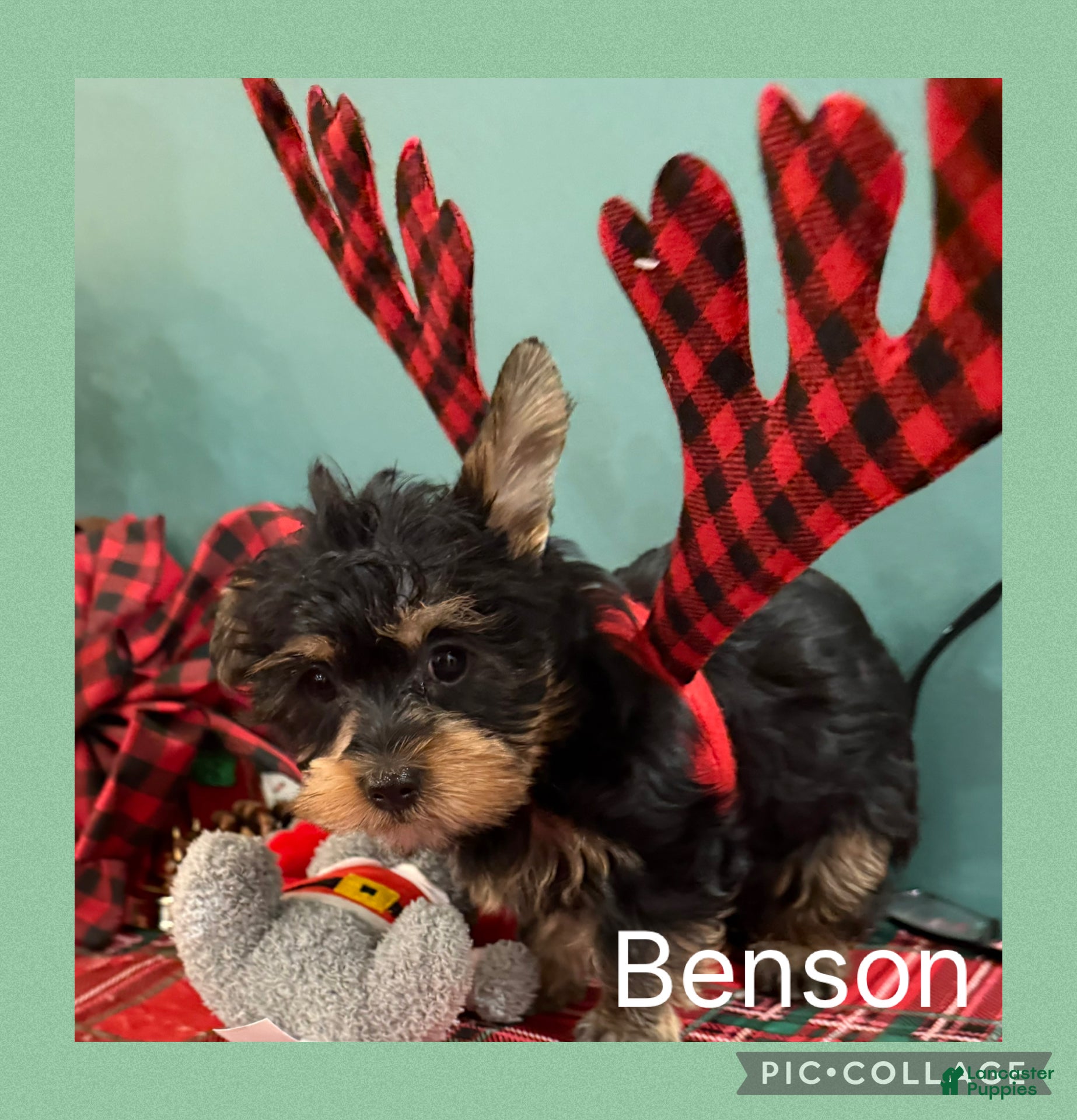 Yorkshire Terrier dogs Yorkshire Terrier Puppy 1 BENSON - Ad 19