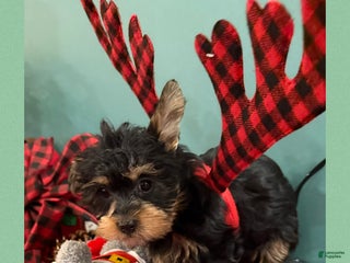 Yorkshire Terrier dogs for sale: Yorkshire Terrier Puppy 1 BENSON - Ad 2