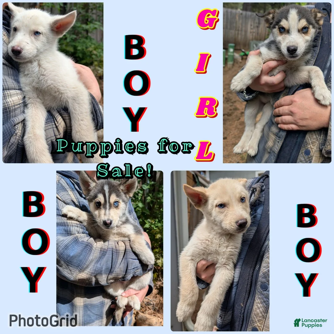 Mixed Breed dogs for sale: Stormtrooper  - Ad 6