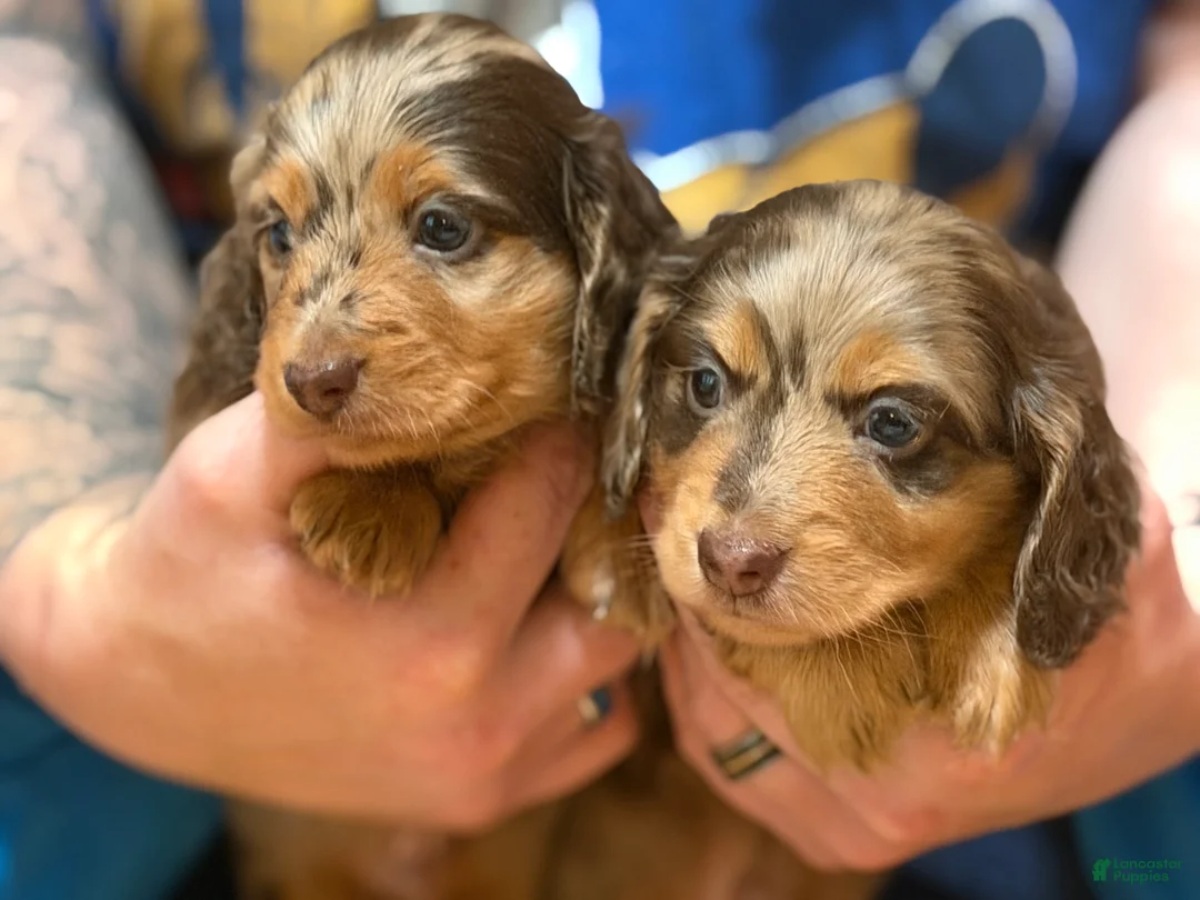 Miniature Dachshund dogs for sale: Pra clear AKC cream carrier import - Ad 1