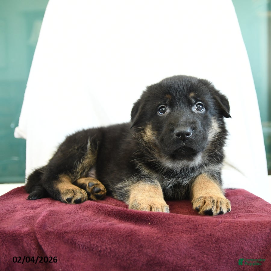 German Shepherd dogs Affinity - Ad 2