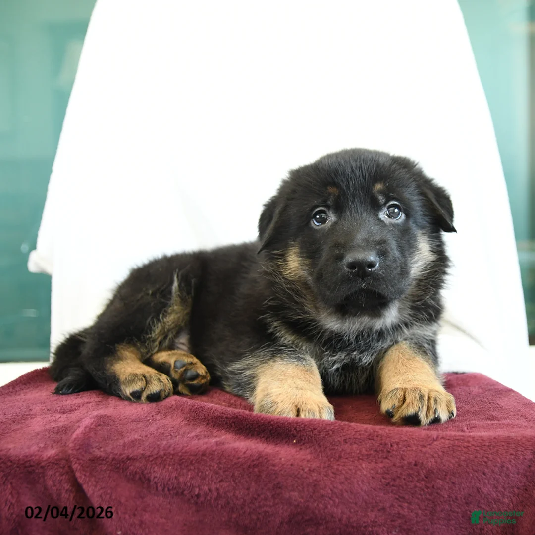 German Shepherd dogs for sale: Affinity - Ad 2