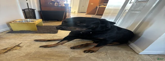 Lorenzo 