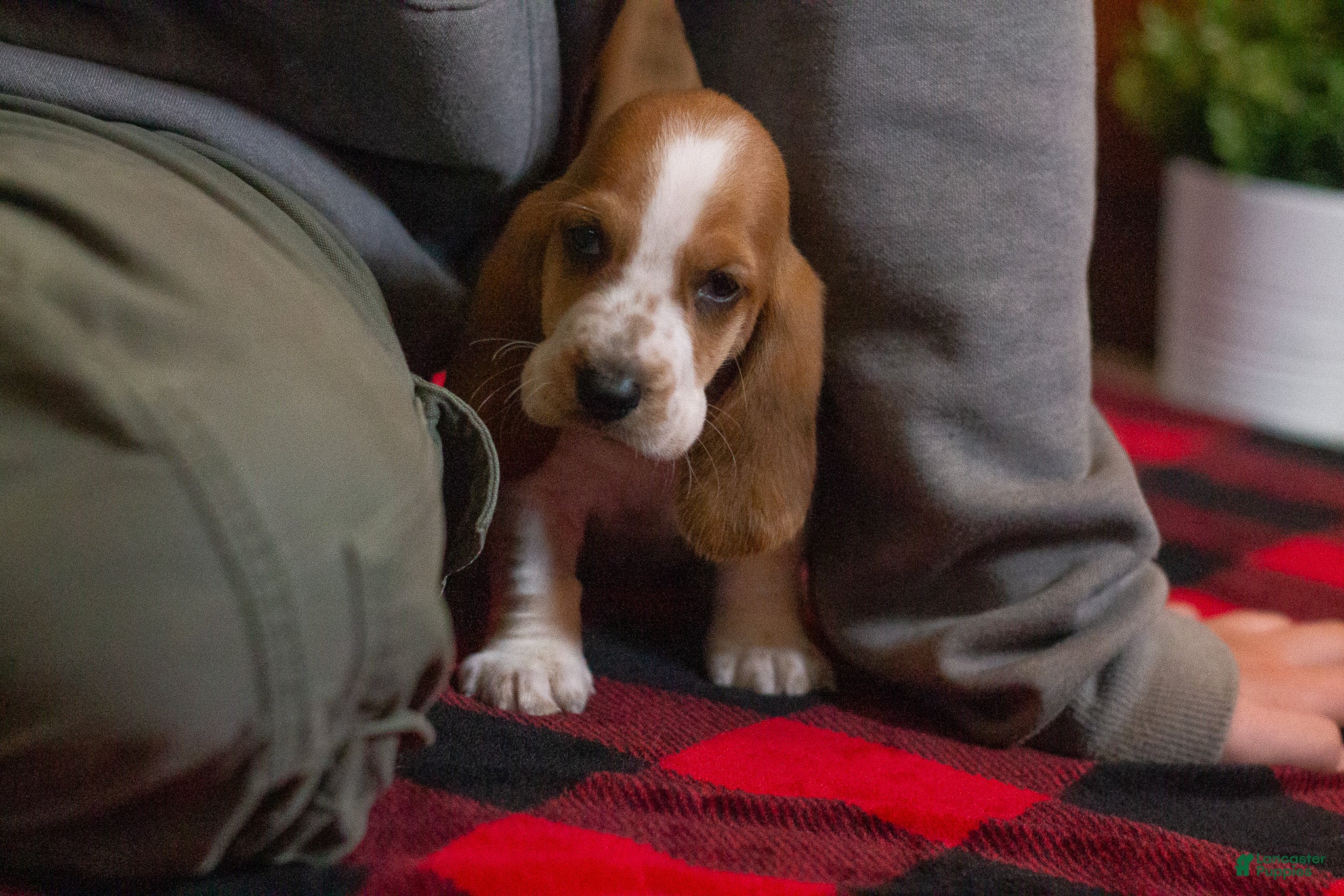 Basset Hound dogs Goldie - Ad 1