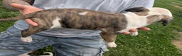 American Pit Bull Terrier dogs for sale: American Pit Bull Terrier Puppy 1 - Ad 3