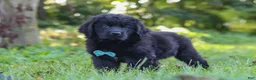 Newfoundland dogs for sale: Harvey - Ad 4