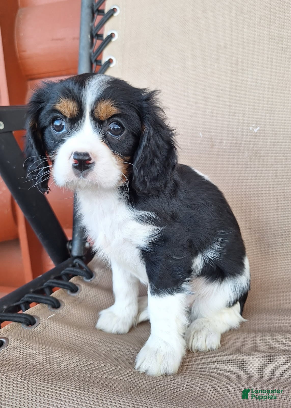 Cavalier King Charles Spaniel dogs for sale: Bella - Ad 2
