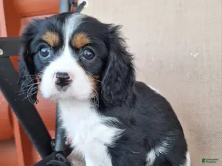 Cavalier King Charles Spaniel dogs Bella - Ad 6