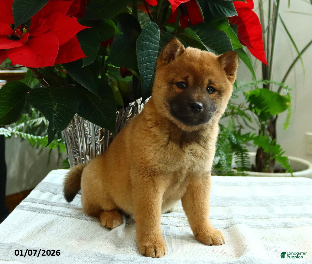 Shiba Inu dogs for sale: Kisses - Ad 4