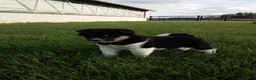Shiba Inu dogs for sale: Tyson - Ad 3