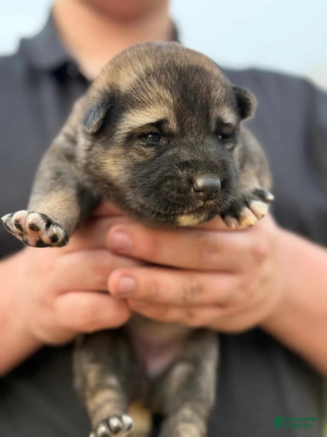 Gerberian Shepsky dogs for sale: Rogue - Ad 5