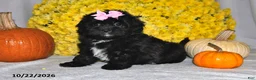 Shihpoo dogs for sale: Tasha - Ad 3