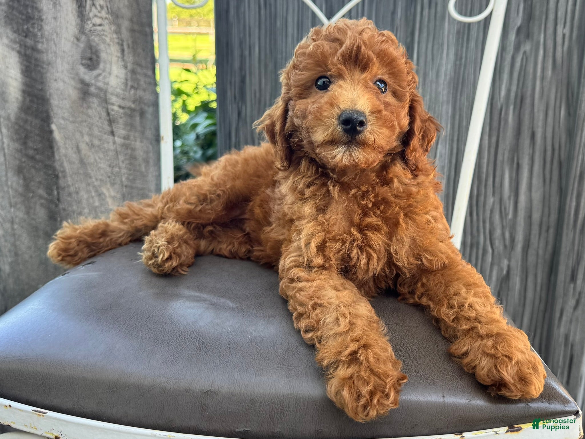 Miniature Poodle dogs Theo - Ad 1
