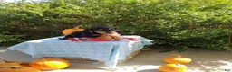 Miniature Dachshund dogs for sale: Lucky - Ad 3