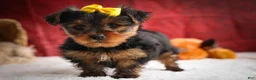 Yorkshire Terrier dogs for sale: DIESEL - Ad 17