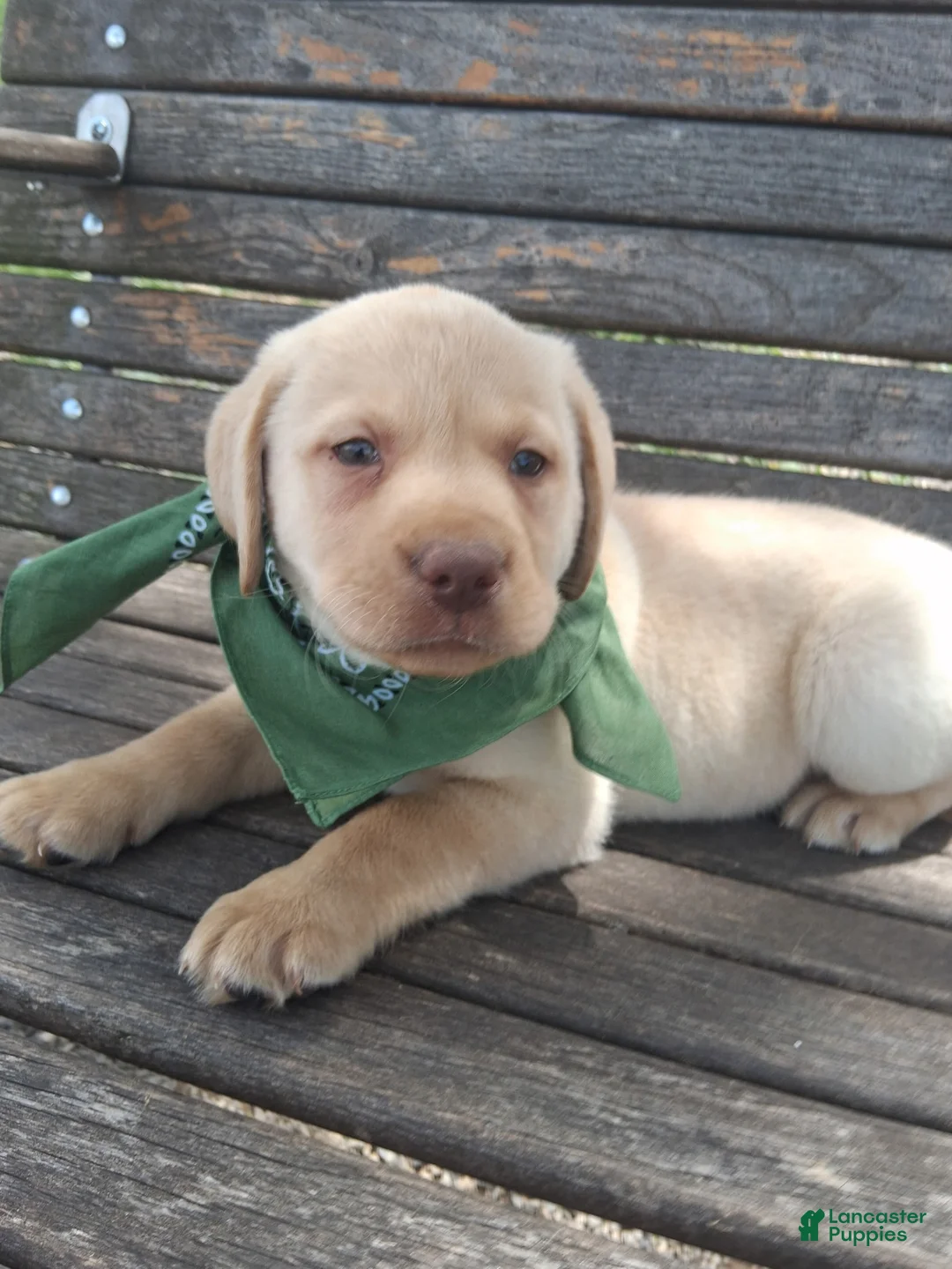Labrador Retriever dogs for sale: Winston - Ad 1