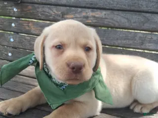 Labrador Retriever dogs for sale: Winston - Ad 3