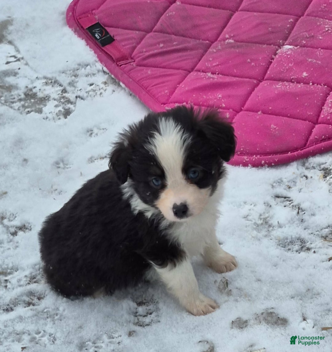 Toy Australian Shepherd dogs for sale: Toy Australian Shepherd Puppy 1 - Ad 1