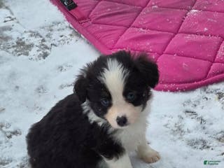 Toy Australian Shepherd dogs Toy Australian Shepherd Puppy 1 - Ad 4