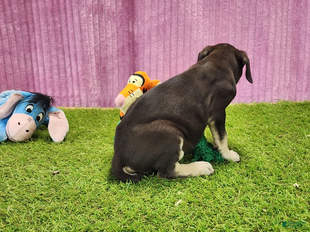 Catahoula Leopard Dog dogs for sale: Tess 2025 Female 3 - Ad 6