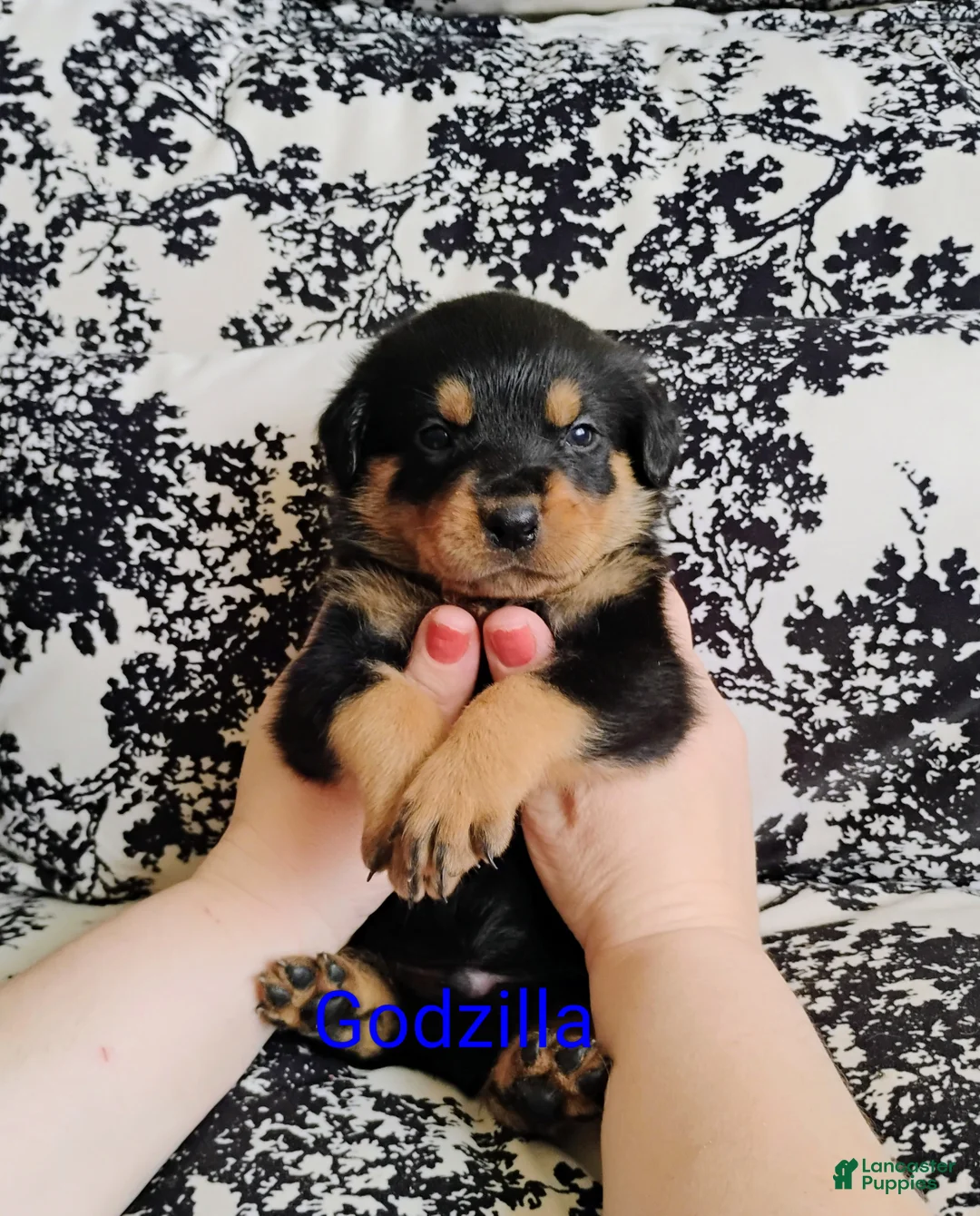 Rottweiler dogs for sale: Rottweiler Puppy 1 - Ad 1