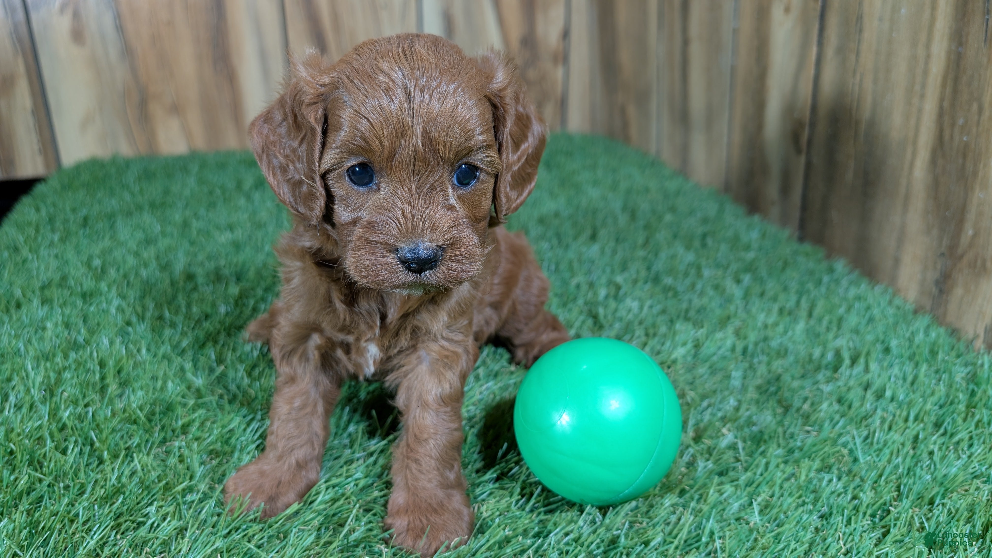 Cavapoo dogs Sadie Boy 2 - Ad 20
