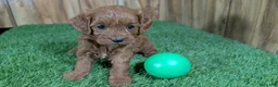 Cavapoo dogs for sale: Sadie Boy 2 - Ad 1