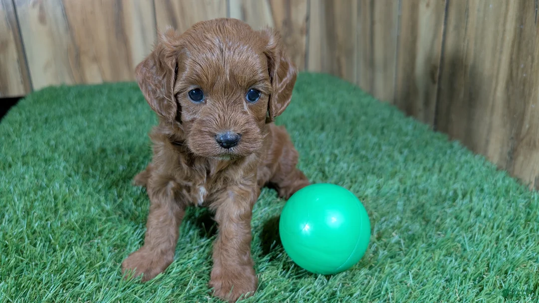 Cavapoo dogs for sale: Sadie Boy 2 - Ad 1