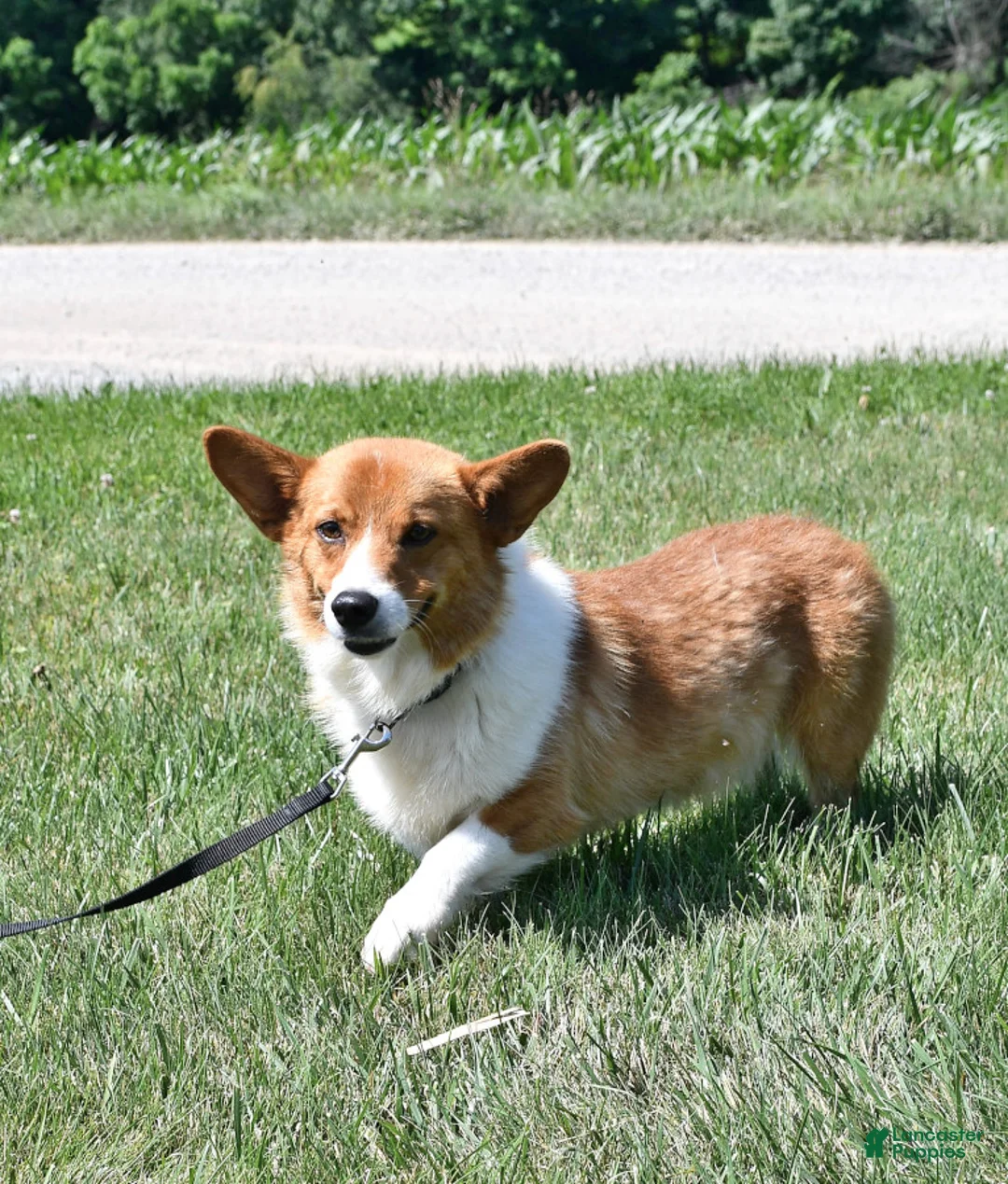 Welsh Corgi Pembroke dogs for sale: Terry - Ad 4