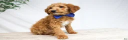 Goldendoodle dogs for sale: DRACO - Ad 3