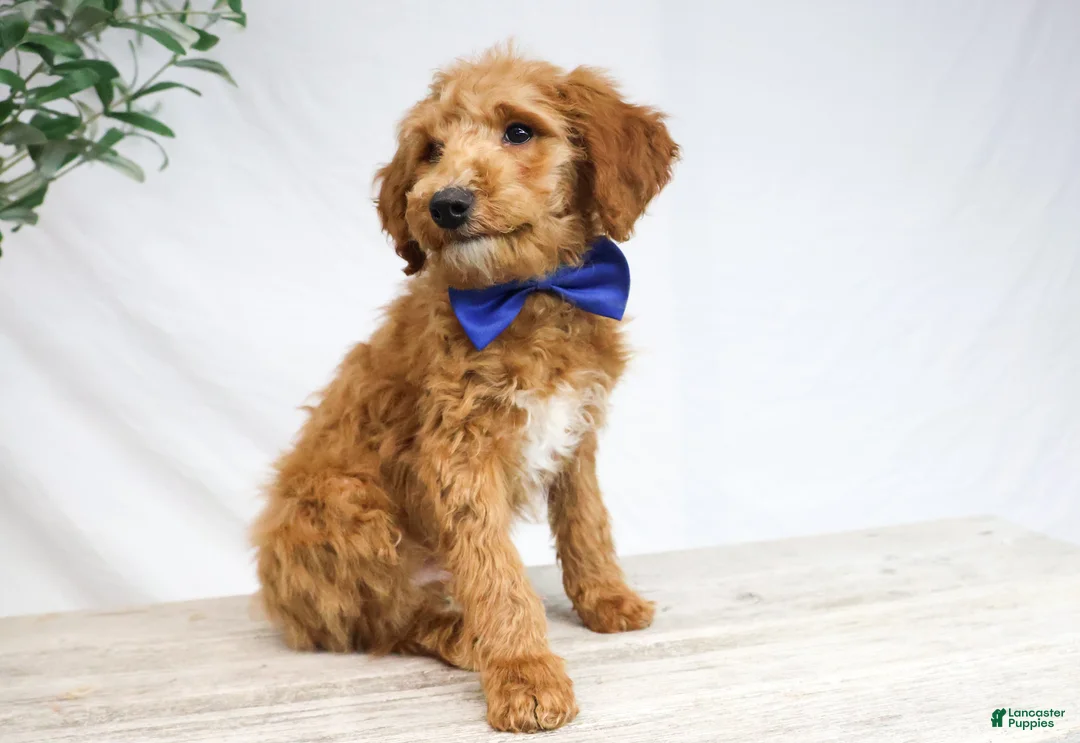 Goldendoodle dogs for sale: DRACO - Ad 3