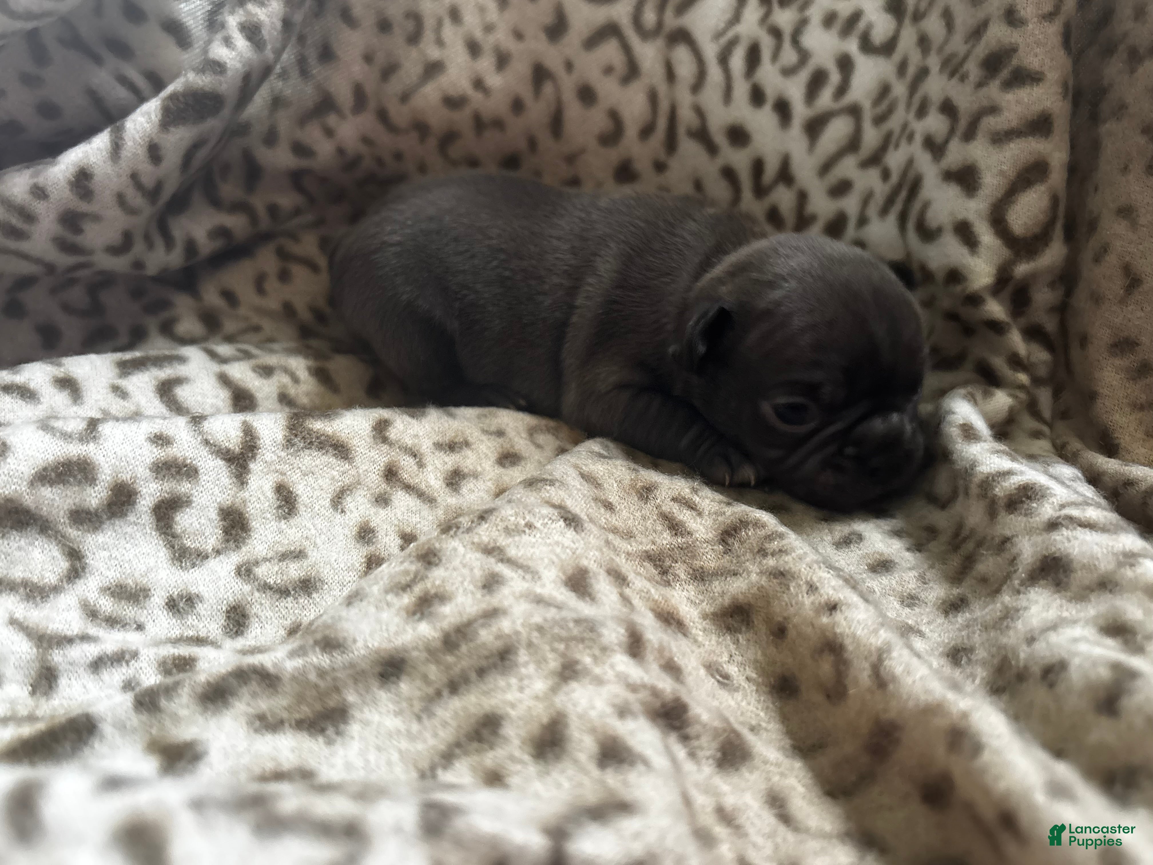 Mixed Breed dogs Cocoa - Ad 33