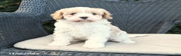 Cavapoo dogs for sale: Carlon - Ad 1