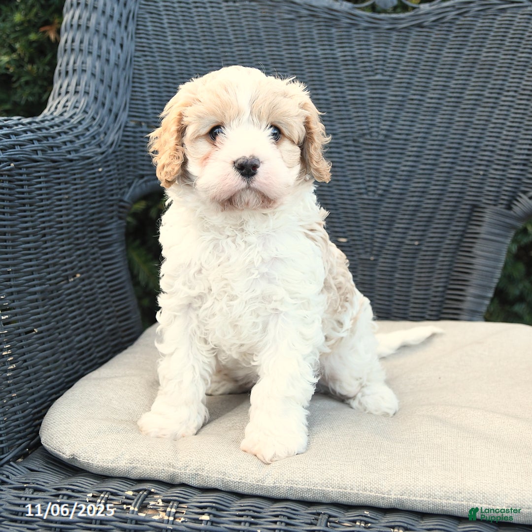 Cavapoo dogs for sale: Carlon - Ad 1