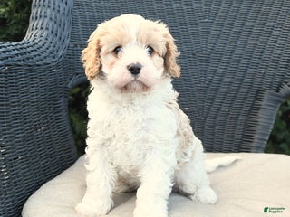 Cavapoo dogs Carlon - Ad 35