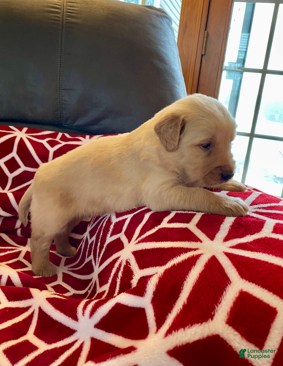 Golden Retriever dogs for sale: Hunter - Ad 5