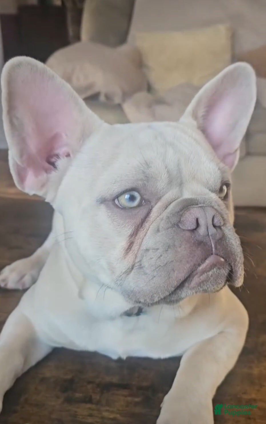 French Bulldog dogs Stud Available - Ad 18
