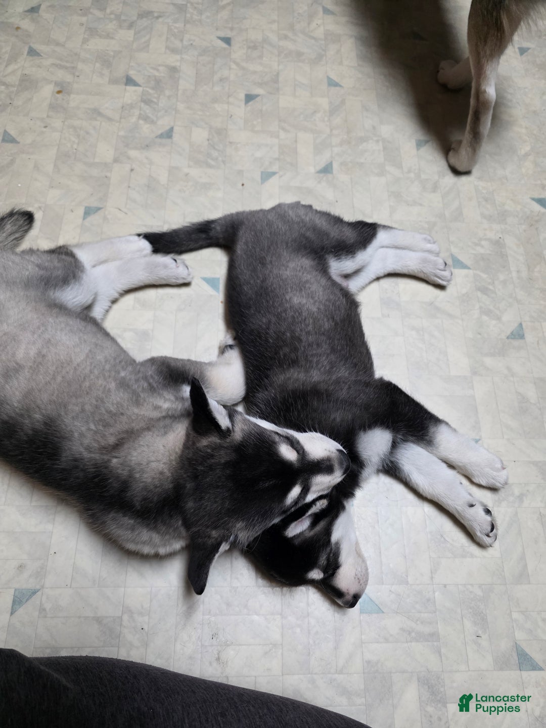 Alaskan Klee Kai dogs for sale: Alaskan Klee Kai burton - Ad 1