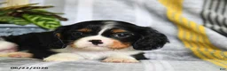 Cavalier King Charles Spaniel dogs for sale: Jamie - Ad 5