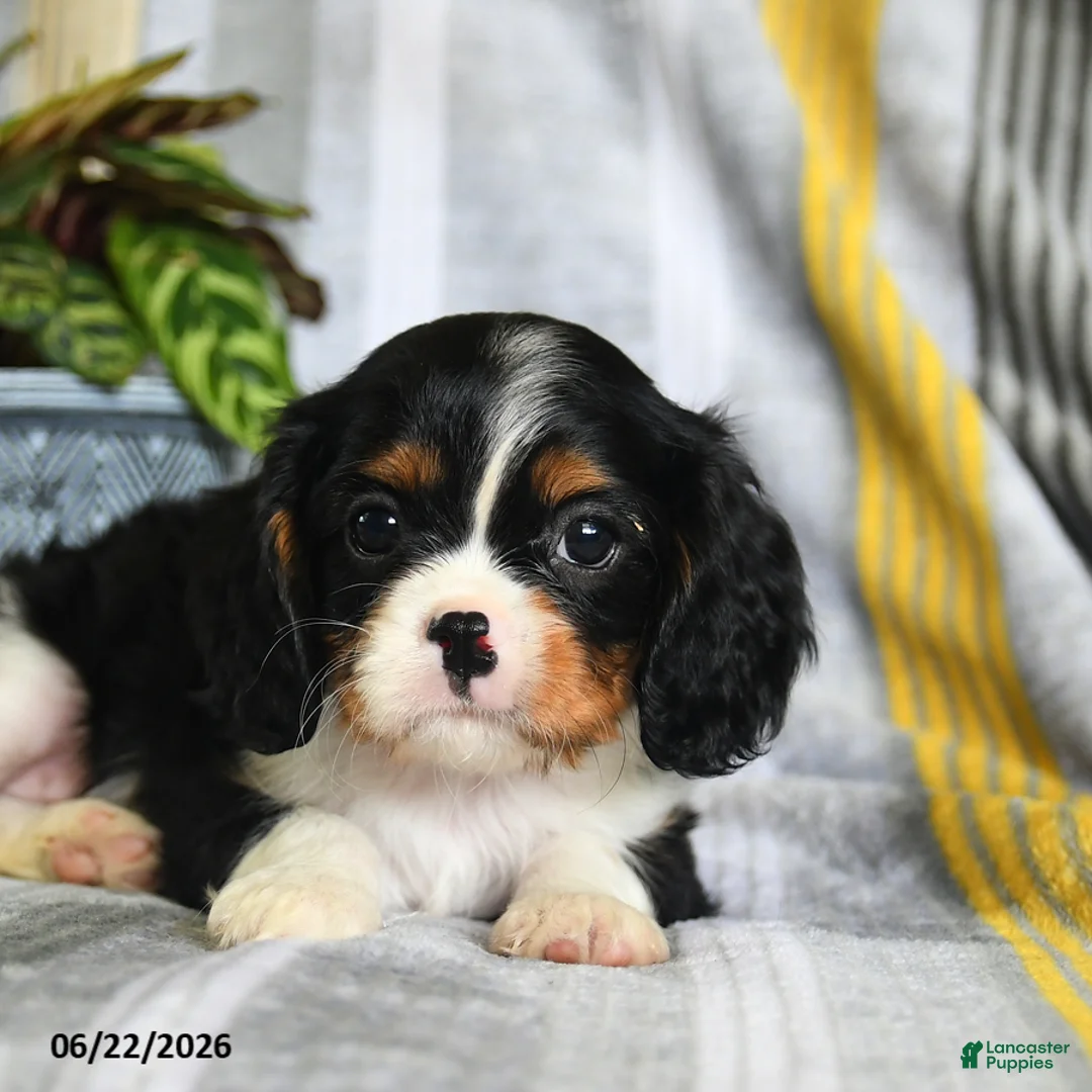 Cavalier King Charles Spaniel dogs for sale: Jamie - Ad 5