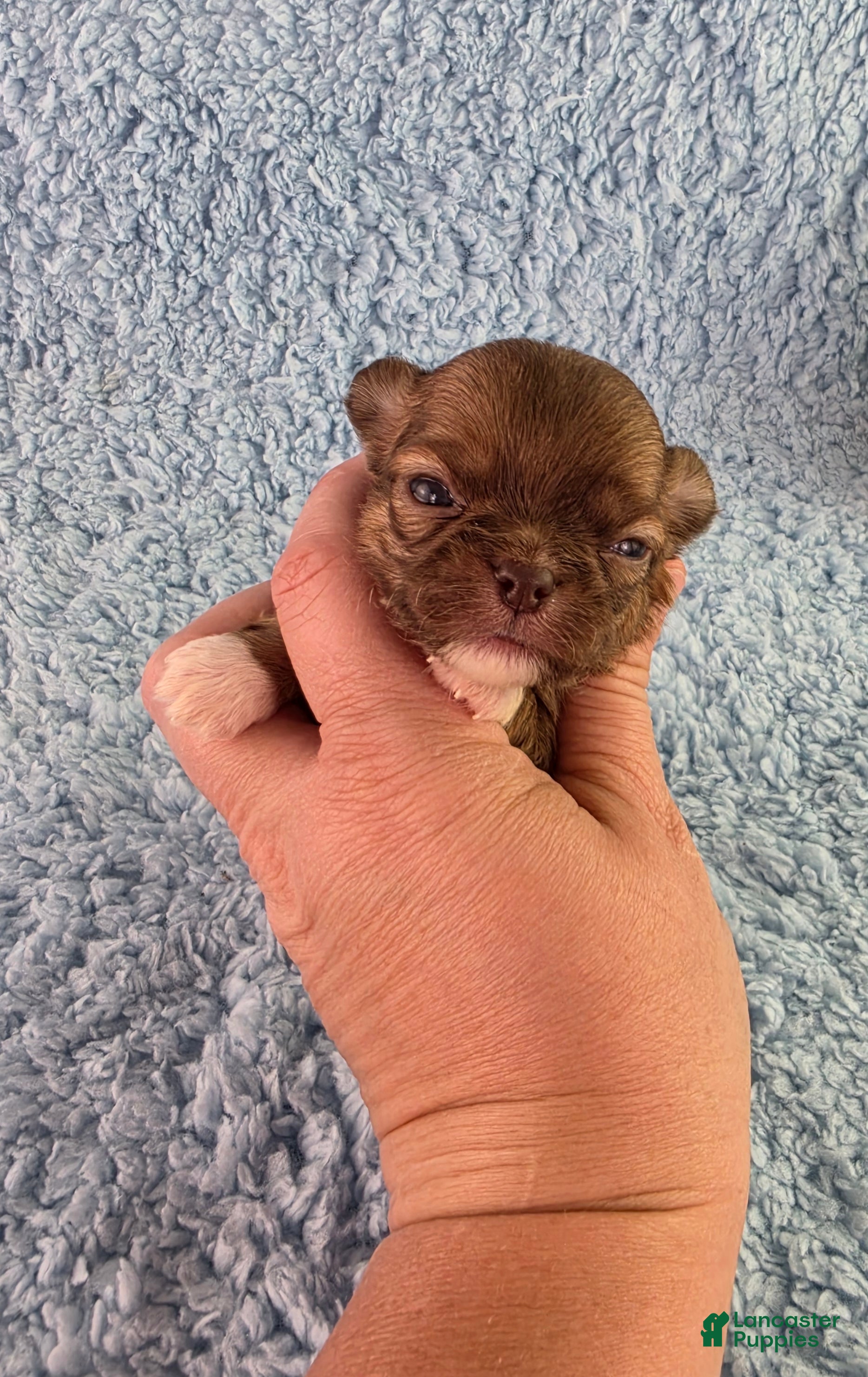 Chihuahua dogs AKC Carl - Ad 1
