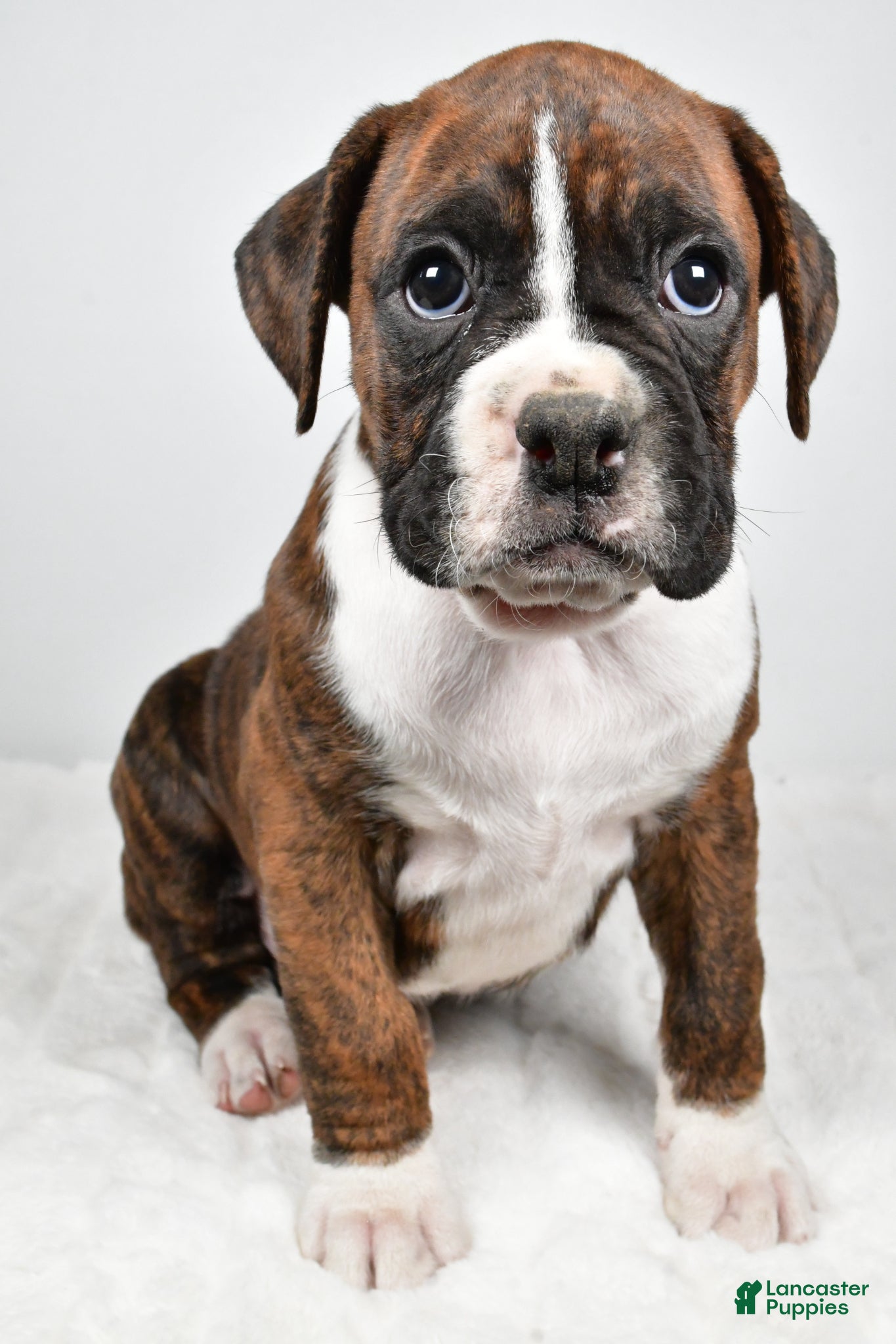 Boxer dogs Cooper - Ad 2