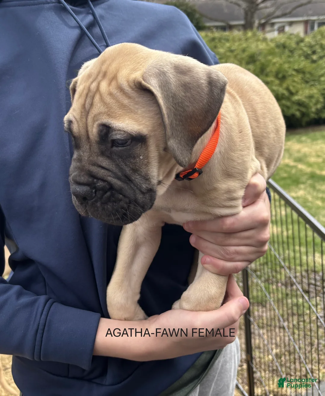 Bullmastiff dogs for sale: Agatha - Ad 1