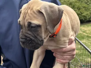 Bullmastiff dogs Agatha - Ad 7