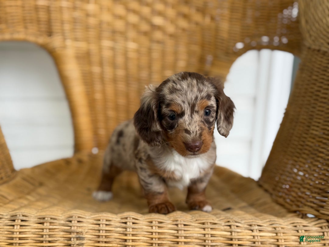 Dapple Dachshund Rescue Miniature Dachshund Puppies For Sale In