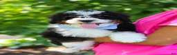 Mini Bernedoodle dogs for sale: Tucker - Ad 13