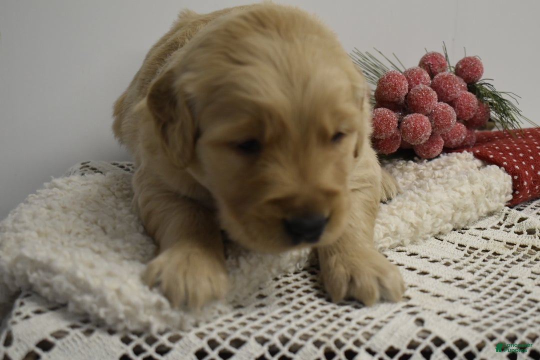 Golden Retriever dogs for sale: Lula - Ad 3