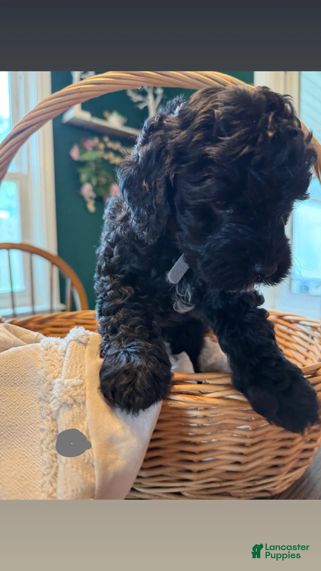 Mixed Breed dogs for sale: Boy 3 - Ad 2